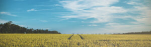 Open field and blue sky